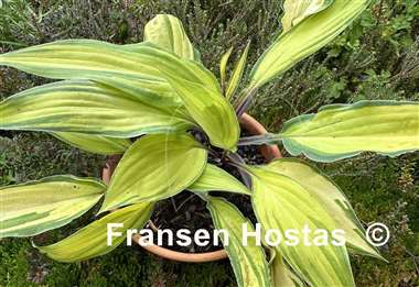 Hosta Lipstick Kiss